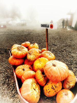 Foggy morning on the pumpkin patch