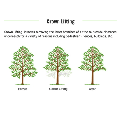 Crown Lifting