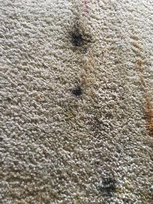 Left black mold without a word about it