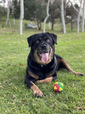 This is Gigi, at her favorite park. She went blind and got cancer. REST IN DOGGY HEAVEN GIGI BEAR