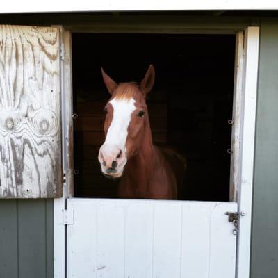 Happy Jameson in his new home at Altadena stables!  Amazing staff and excellent care for my boy!