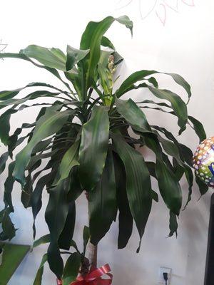 Indoor plants