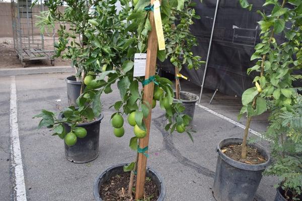 5 gallon citrus tree !