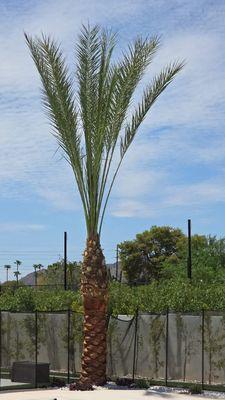 Palm tree trimming