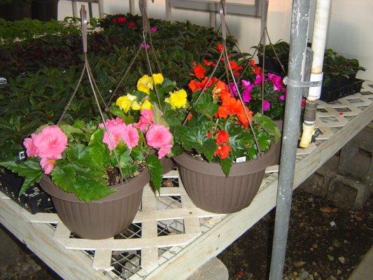 Select 10 inch hanging baskets   2/$30:00