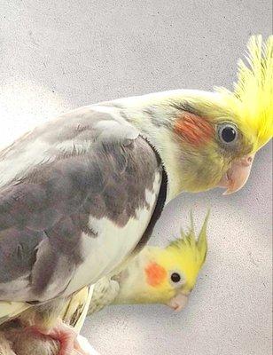 Cockatiel hand fed baby super sweet