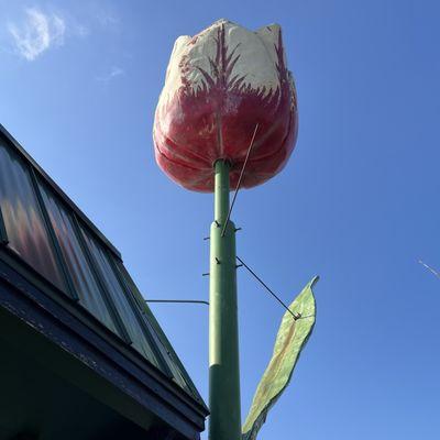 Under the Flower on the Bricks