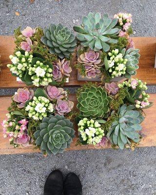 Succulent planters