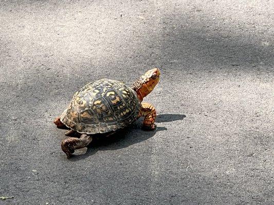 Turtle crossing