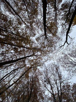 Looking up into the woodsy canopy.