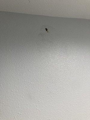 Roach killed on the wall.