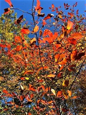 Beautiful fall colors