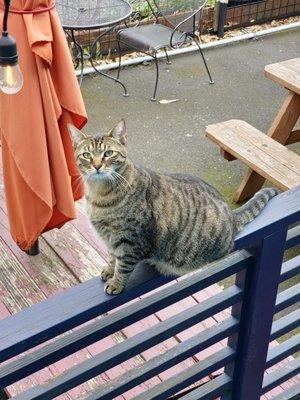 Puck-the bar cat-looking dapper