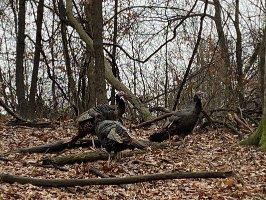 Wild turkeys