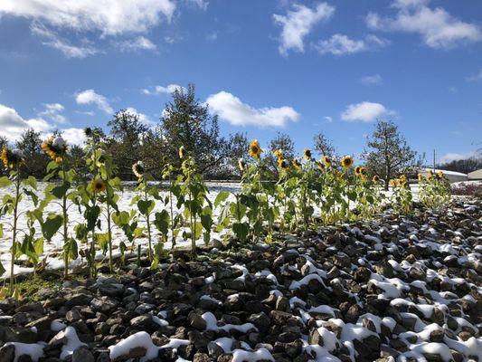 Sunflowers in the snow