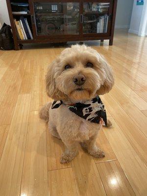 Choux and his fresh new cut + cute Halloween bandana!