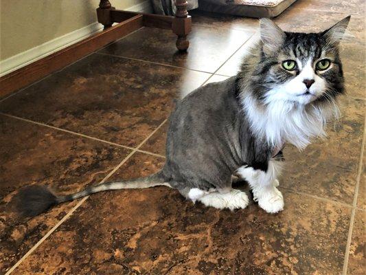 Genie with her Lion Cut