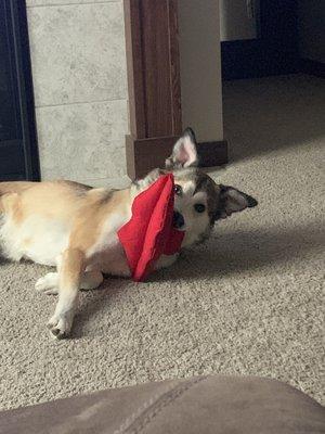 Just got this cute lips toy from Mountain Paw! Still waiting to snap a photo of Mila holding it right, but either way she loves it!