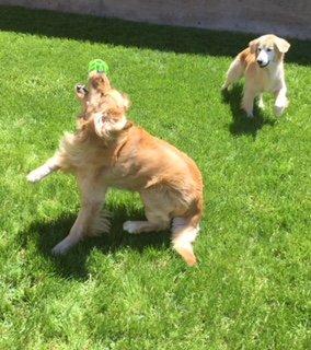 Bear and Lucy during their VIP Private Playtime!