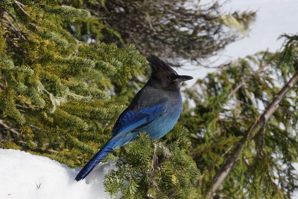 A Stellar's Jay enjoying a sunny moment