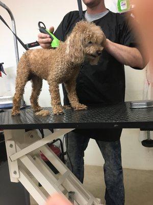 Great groomer