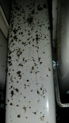 Example of the mold I found all over the racks in the beer cooler.