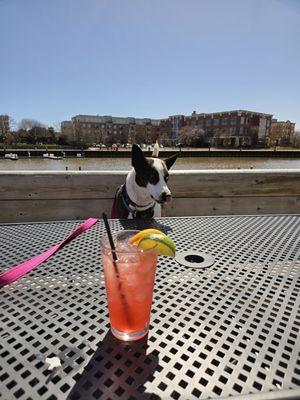 Enjoy a meal or drink with your friendly dog on our patio!