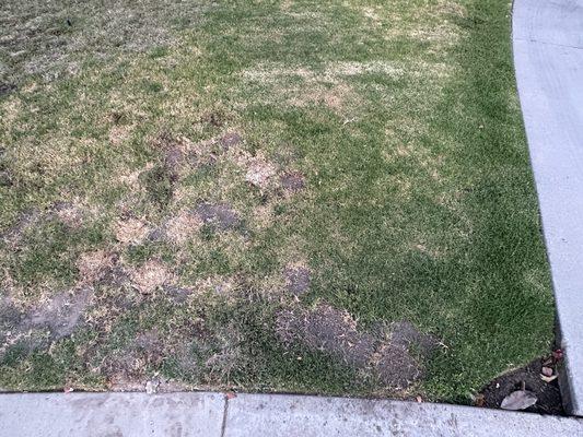 How my lawn looks after the Gopher ruined it. Rich finally caught the gopher so I'll be watering the lawn again.