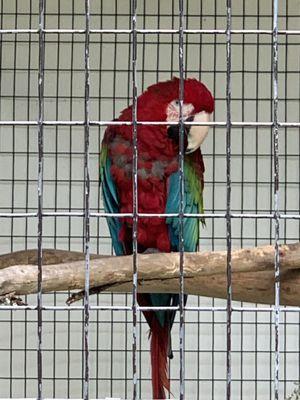 Macaw