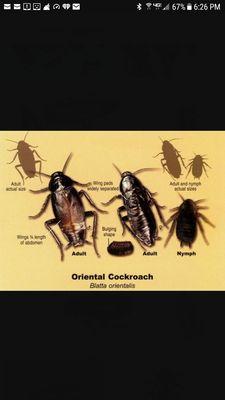 It's HOT and these Roaches aka (Water Bugs) will be in and around your home unless you call The Xterminator Pest Management at 209-380-4485.