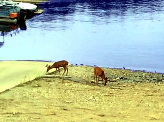 Watching deer at dinner time from the deck at Lakeshore.