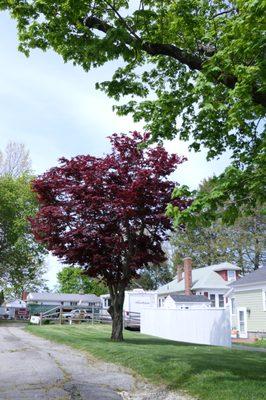 Japanese Maple after trimming