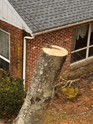 We had a visitor! After we cut down this maple tree next to the house a flying squirrel decided to check out the scenery.