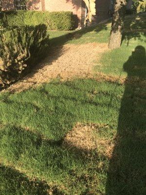 Another area of dead grass that J&L Grass Co. installed