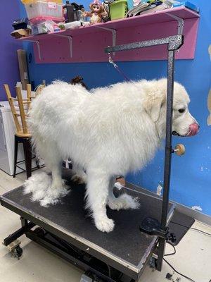 We groom all sizes!