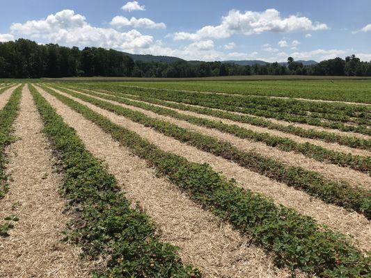 Rows and rows of berries.  Lots of varieties