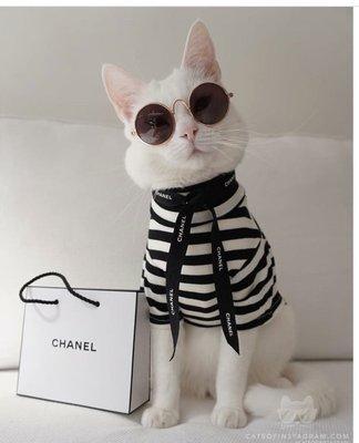 This cool cat seems a bit spoiled.... but why not.....