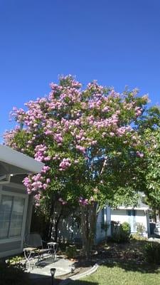 A healthy, aphid free tree after receiving TLC from Direct Hit Pest Control!