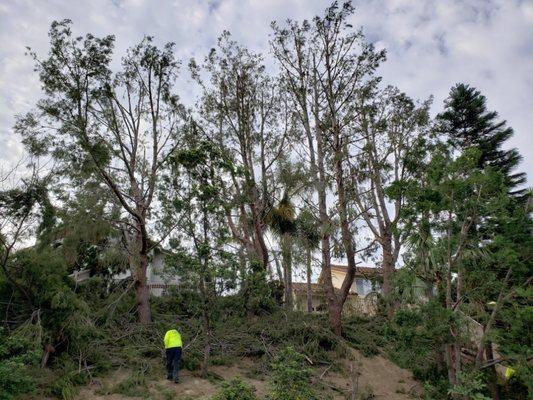 Several heavy pines lightened up