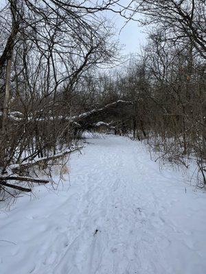 In multiple places trees made an easily evaded obstacle. Nbd I don't expect them to be clearing the trails every day in the winter.