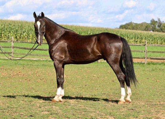 Dutch Harness Horse