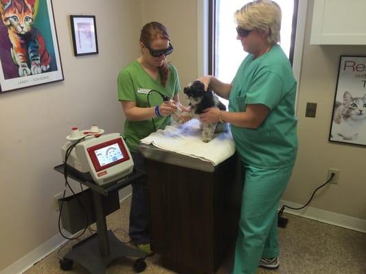 Here is "Mickey" Smith getting his therapy laser for osteoarthritis in his carpus aka wrist.  It feels like a hot stone massage!