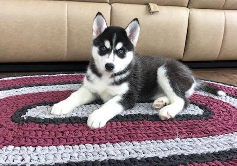 MALE HUSKY PUPPY