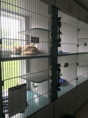 An inside look of our cattery cages for our feline friends!