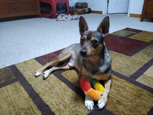 Randy found a toy he likes!