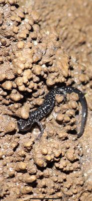 Cave salamander