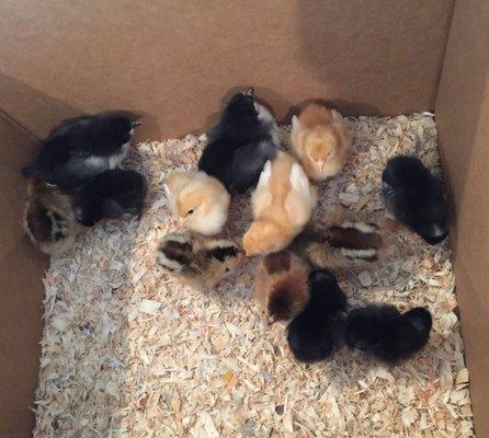 Day old chicks ready to go to their new home - guaranteed 90% females