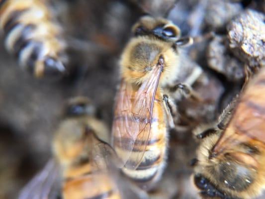 Close up of a female worker bee