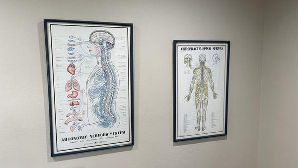 Anatomy of the nervous system...