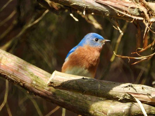 Eastern Bluebird